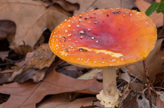 amanita 4