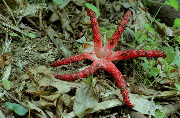 clathrus-archeri