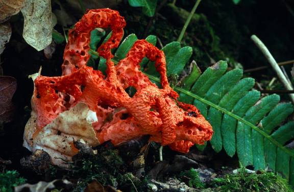 clathrus-ruber
