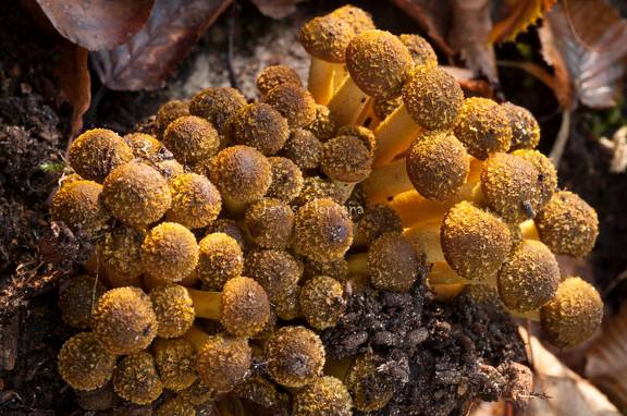 hongos, se alimentan de materia organica