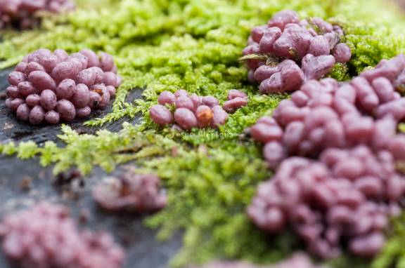 ninguna forma excluida