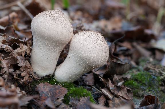 setas blancas en el bosque