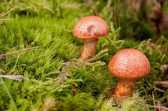 subtiles tonalidades