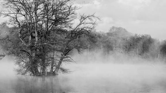 bruma en el lago en blanco y negro