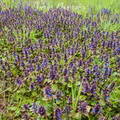 plantas en multitud