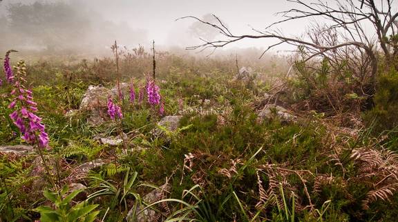 Digitalis purpurea en su entorno de niebla