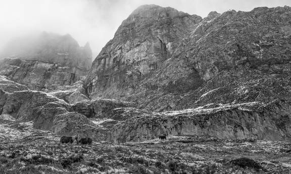 Caballos en montaña,Picos de Europa,Fuente De