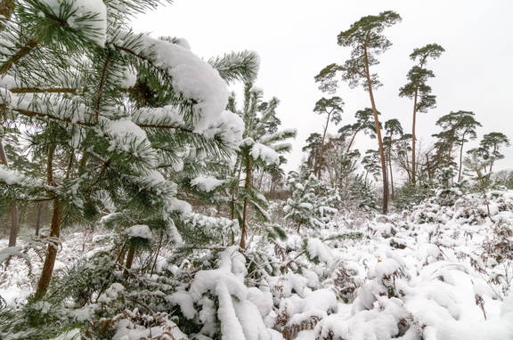 Nieve en bosque de coniferas
