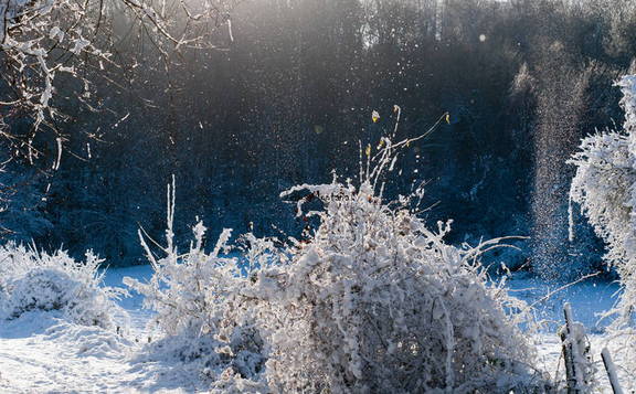 Paisaje nevado con arboles nevados