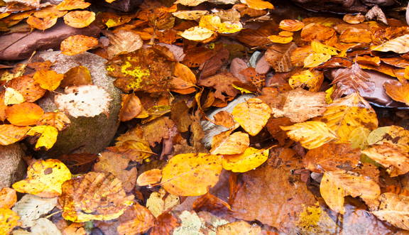 hojas otoñales en suspension 