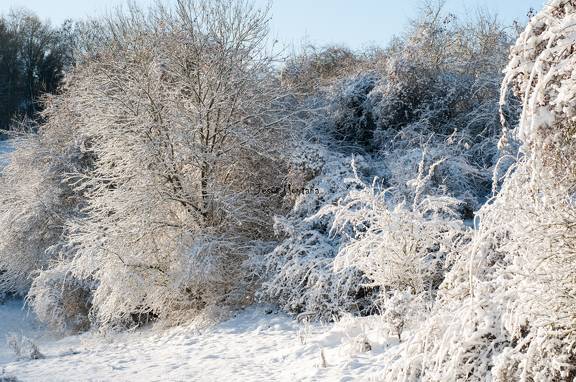 Arboles nevados