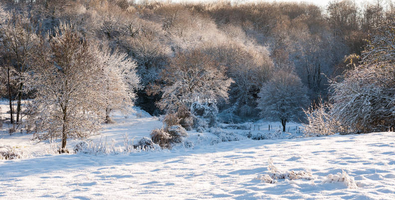 Bosque nevado
