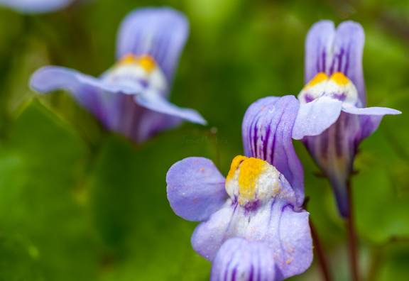 Cymbalaria muralis, hierba de campanario, Ruine de Rome