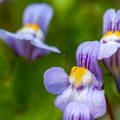 Cymbalaria muralis, hierba de campanario, Ruine de Rome