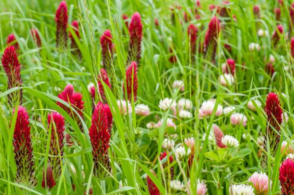 trébol encarnado, trefle incarnat, trifolium incarnatum