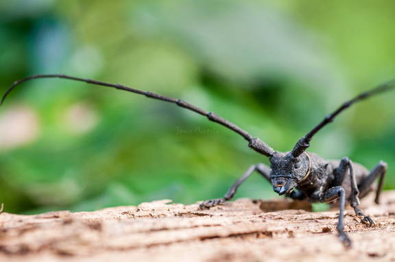 coleoptero,Morimus asper