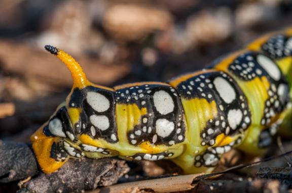 Detalle apéndice oruga esfinge