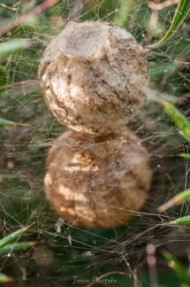 Nido de araña Argiope