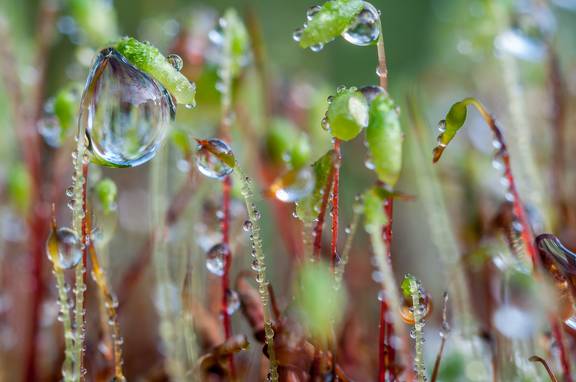 Gotas de agua sobre musgo
