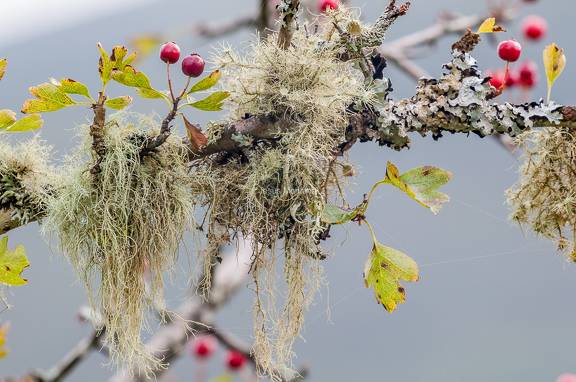 espino blanco y liquenes