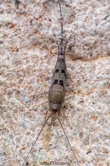 Arqueognato,saltarin de roca