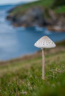 [lang=default] Seta cerca del mar [/lang].[lang=fr] champignon en bord de mer [/lang]
