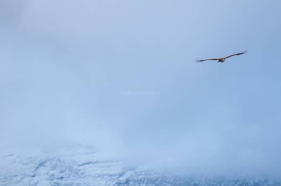 Buitre en las montañas nevadas de Picos de Europa