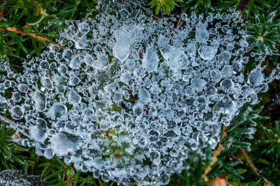 Telaraña congelada
