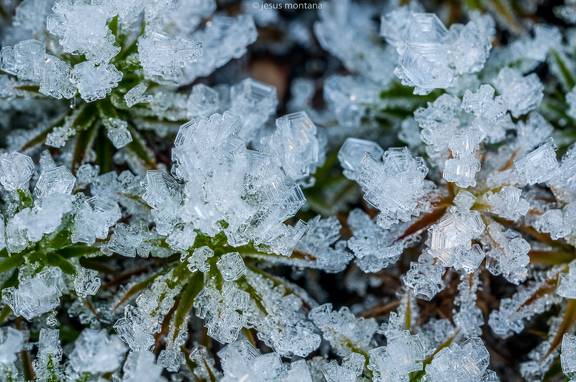 Musgo con cristales de hielo