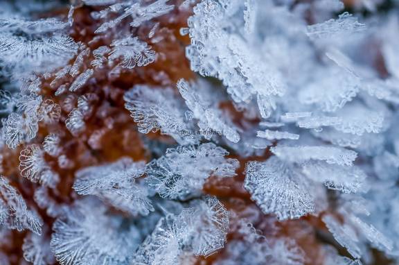 Hoja otoñal con cristales de hielo