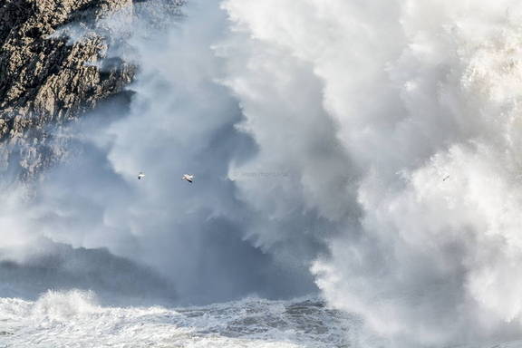 Gaviotas entre las olas