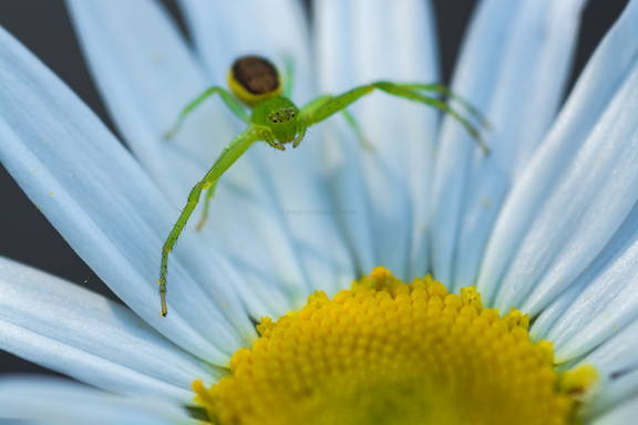 Araña cangrejo,Diaea dorsata