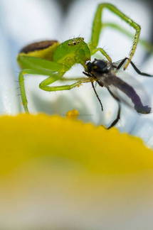 Araña cangrejo y su presa