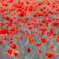 Amapolas  