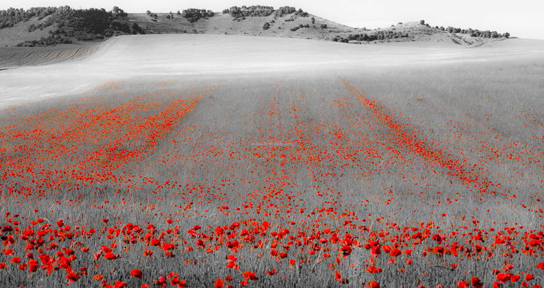 Amapolas en Castilla