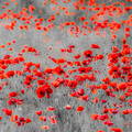 Amapolas  