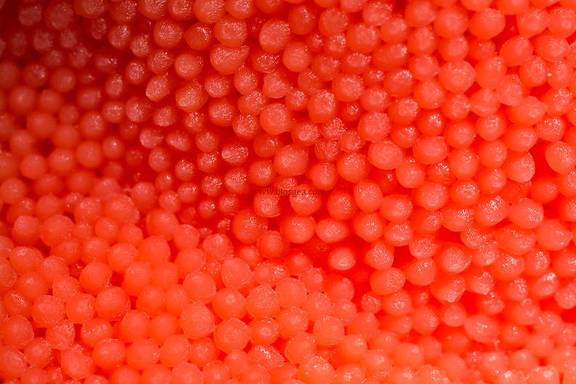 MyxomiceteTubifera ferruginosa