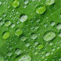 Gotas de agua sobre hoja