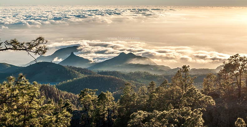 bosque y nubes en Tenerife