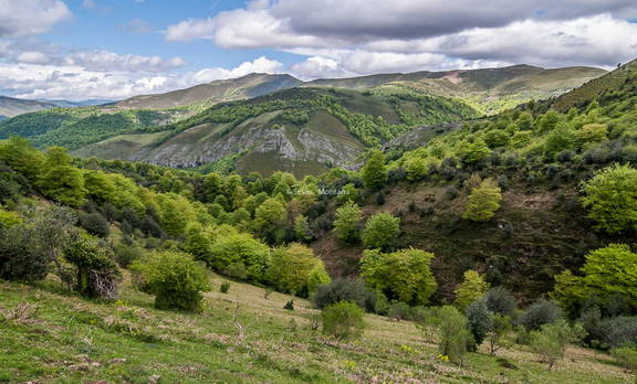 bosque cantabro