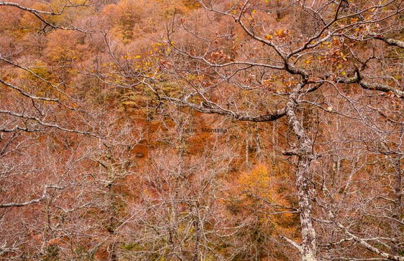 Saja-Besaya en otoño