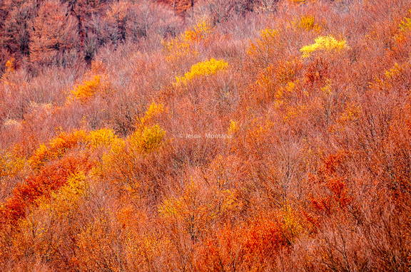  Paisaje arboles otoñales