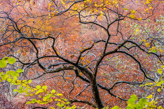 Arbol otoñal en Picos de Europa