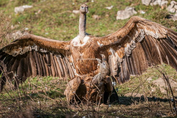 Buitre leonado, dominante
