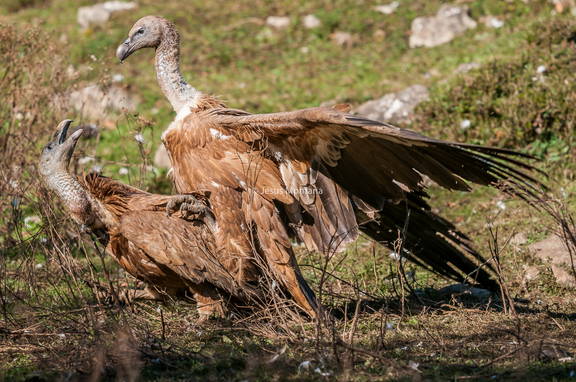 buitres leonados, combate