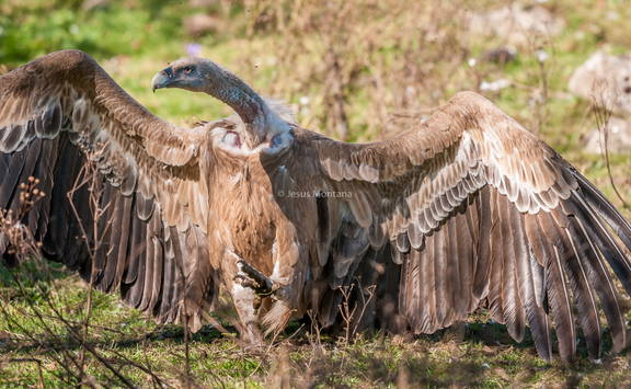 Buitre leonado alas abiertas