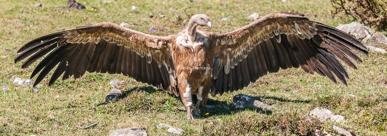 Buitre leonado (Gyps fulvus) alas abiertas