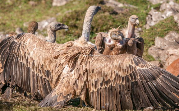 Buitre leonado cerca de la carroña