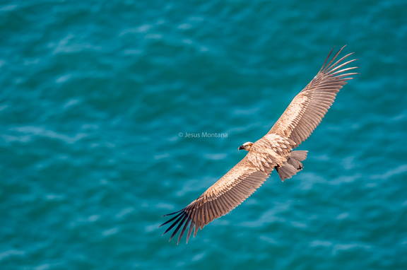 Buitre acantilado marino