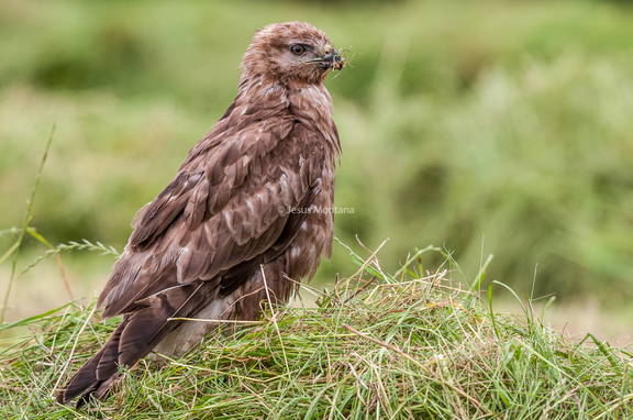 Ratonero comun despues de comer